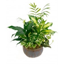 Dish Garden 8" Ceramic